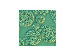 宜興賽爾生物提供無錫免疫佐劑，價