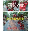 【粉果番茄種子好！抗TY番茄種子很好！抗病毒番茄種子非常好】